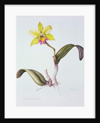 Brassolaeliocattleya Greenwich, Elmhurst by Margaret Ann Eden