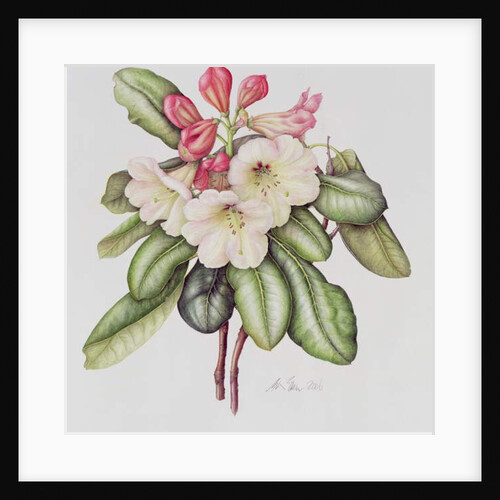 Rhododendron by Margaret Ann Eden