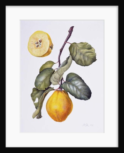 Quince by Margaret Ann Eden