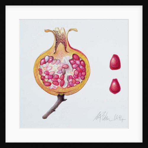 Cut Pomegranate by Margaret Ann Eden