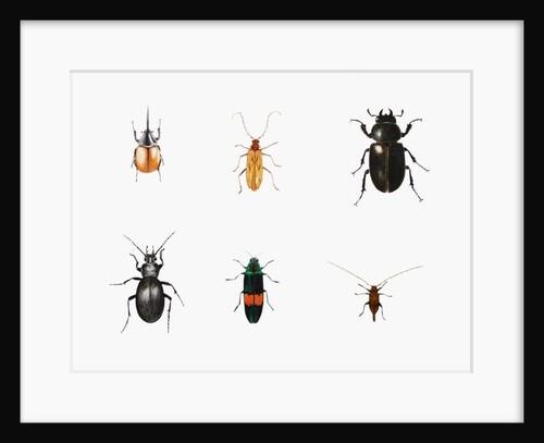 Bugs, 2011 by Eleanor Grafton