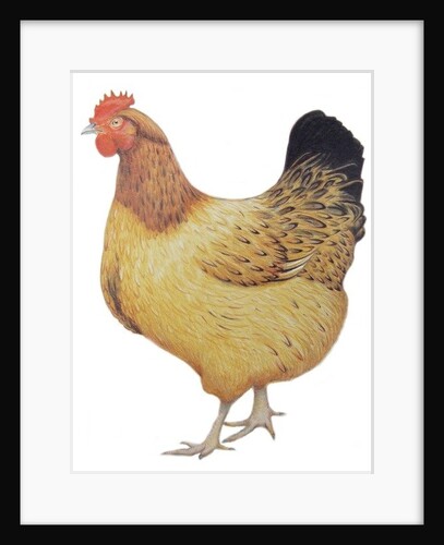 Chicken, 2012 by Eleanor Grafton