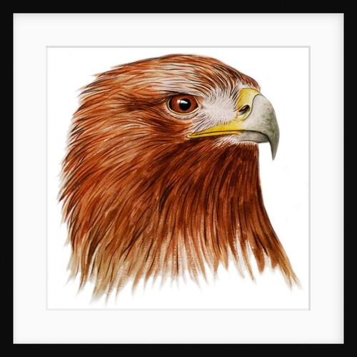 Golden Eagle, 2011 by Eleanor Grafton