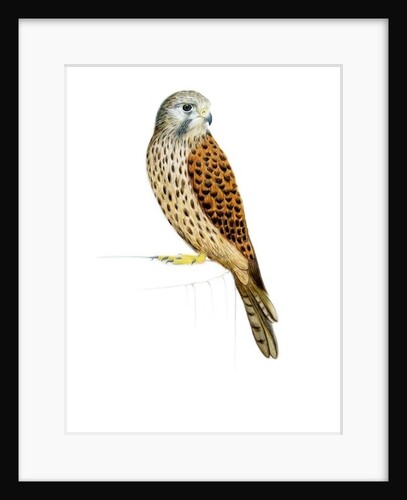Kestrel, 2011 by Eleanor Grafton