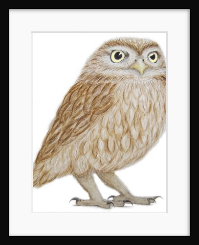 Little Owl, 2011 by Eleanor Grafton