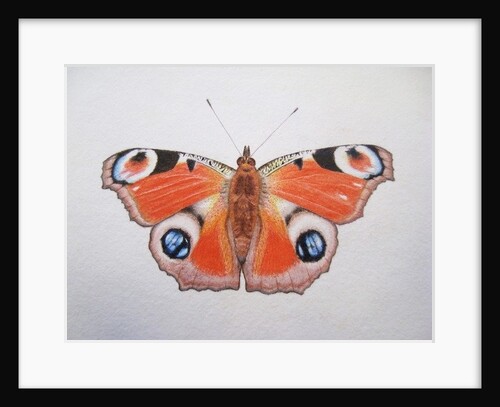 Peacock Butterfly, 2012 by Eleanor Grafton