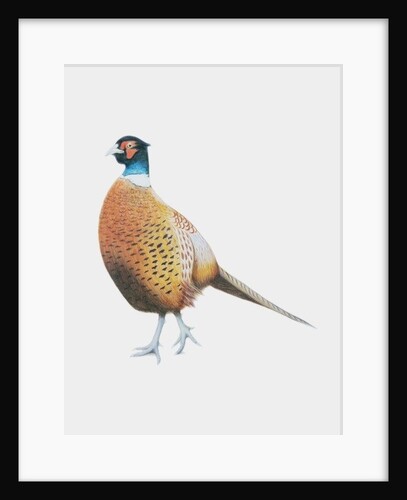 Pheasant, 2012 by Eleanor Grafton