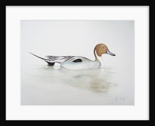 Pintail Duck, 2011 by Eleanor Grafton