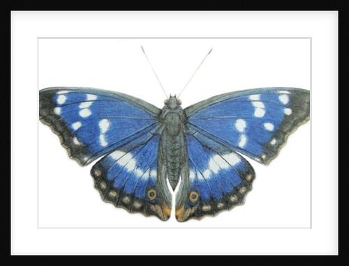 Purple Emperor, 2012 by Eleanor Grafton