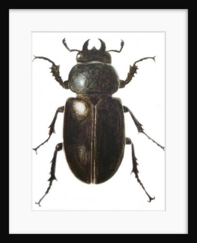 Stag Beetle, 2011 by Eleanor Grafton