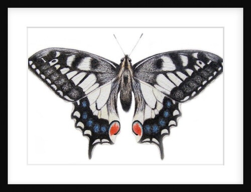 Swallowtail, 2012 by Eleanor Grafton