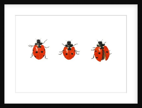 Three ladybirds, 2013 by Eleanor Grafton