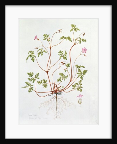 Herb Robert by Diana Everett