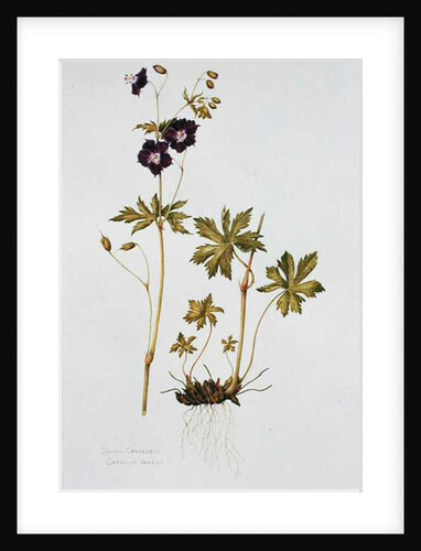 Dusky Cranesbill by Diana Everett