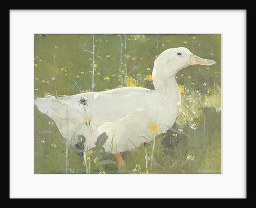 The White Drake by Joseph Crawhall