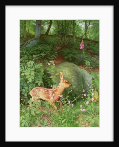 Young Roe Deer in Adel Woods, 1999 by Raymond Booth