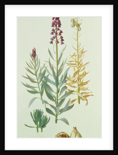 Fritillaria Persica, 1998 by Raymond Booth