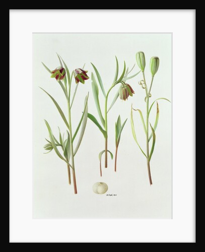 Fritillaria Kurdica, 1994 by Raymond Booth