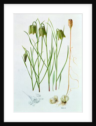 Fritillaria Whittallii, 1994 by Raymond Booth