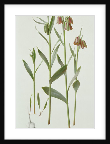 Fritillaria Hermonis Amana, 1993 by Raymond Booth