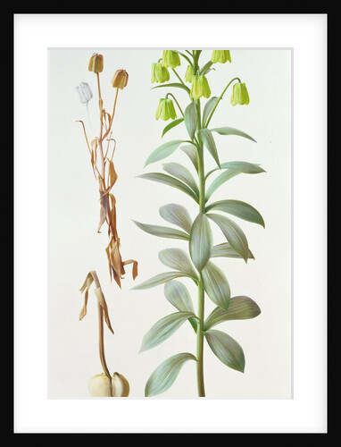 Fritillaria Pallidiflora, 1993 by Raymond Booth