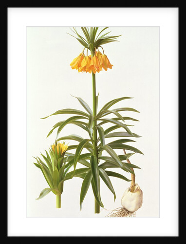 Fritillaria Eduardii, 1990 by Raymond Booth
