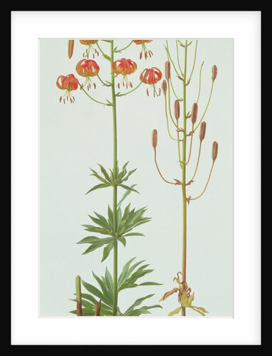 Lilium Pardalinum, 1990 by Raymond Booth