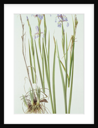 Iris Spuria, 1994 by Raymond Booth