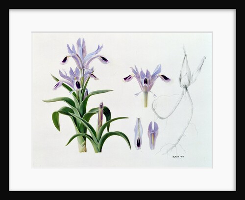 Iris Kuschakewiczii, 1993 by Raymond Booth