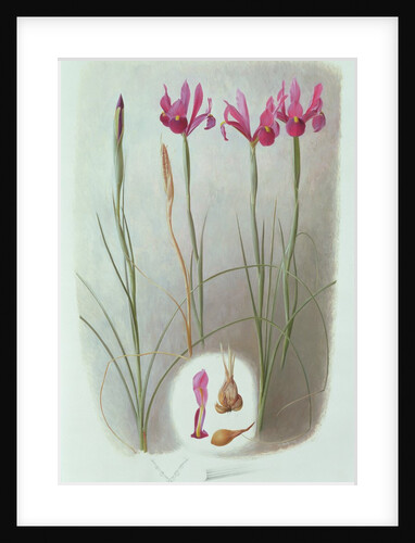 Iris Filifolia, 1993 by Raymond Booth