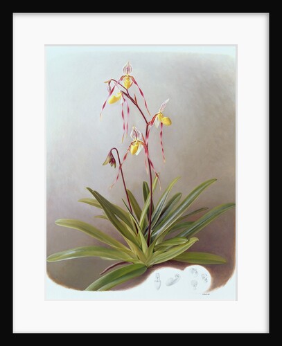Paphiopedilum Philippinense, 1995 by Raymond Booth