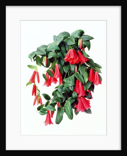 Lapegeria Rosea, 1998 by Raymond Booth