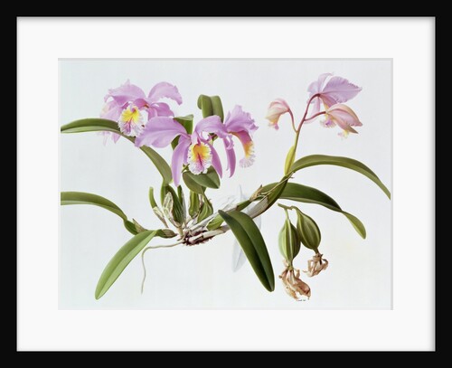 Cattleya Mossiae, 1996 by Raymond Booth