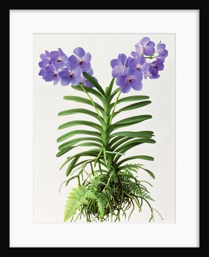 Vanda Rothschildiana, 1999 by Raymond Booth