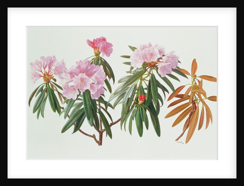 Rhododendron Metternichii Micranthum, 1999 by Raymond Booth
