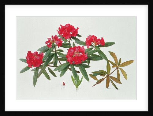 Rhododendron Microgynum, 1997 by Raymond Booth