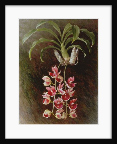 Catasetum Pileatum 'Pierre Courlet', 1994 by Raymond Booth