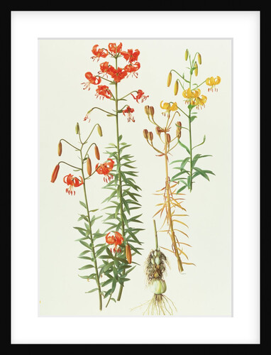 Lilium Amabile, 1991 by Raymond Booth