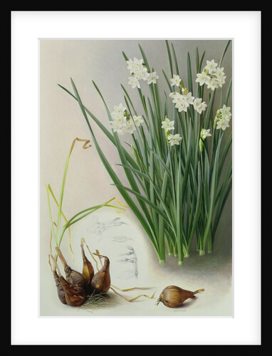 Narcissus Pannizianus, 1992 by Raymond Booth