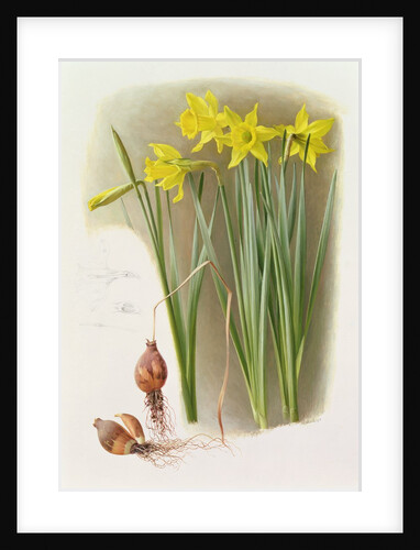Narcissus Hispanicas Bujei, 1992 by Raymond Booth