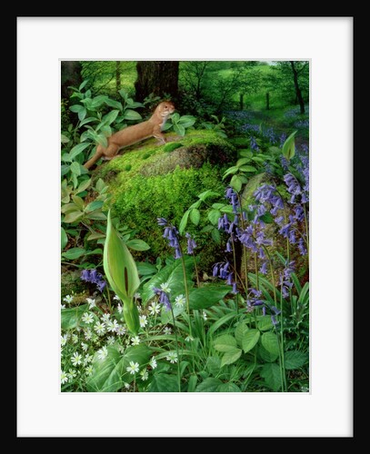 Weasel with Spring Flowers, 1997 by Raymond Booth