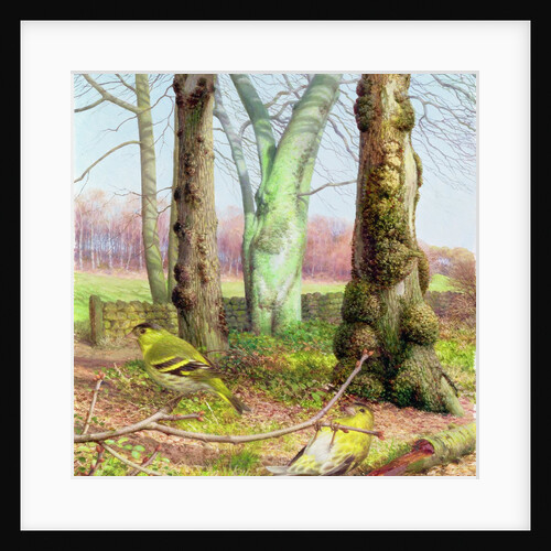 Siskins on a March Morning, 1999 by Raymond Booth