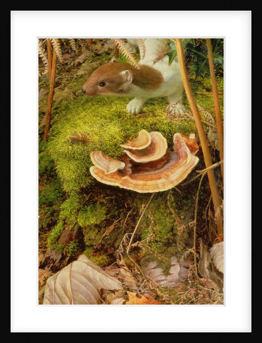 Stoat in Winter, 2000 by Raymond Booth