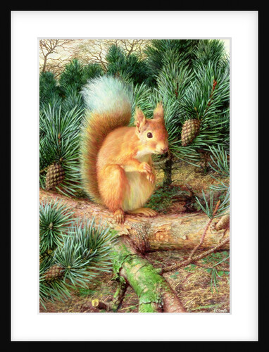 Red Squirrel, 1999 by Raymond Booth