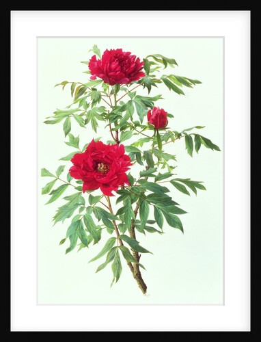 Japanese Tree Paeony, 1997 by Raymond Booth
