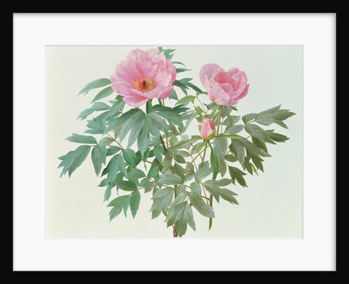 Japanese Tree Paeony, 1996 by Raymond Booth