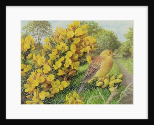 Gorse and Yellow Hammer, 2000 by Raymond Booth