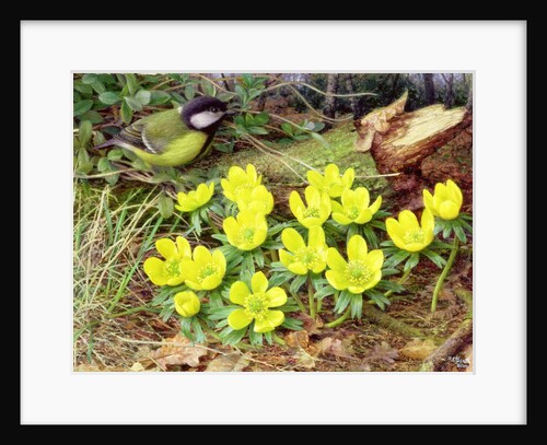 Winter Aconites, 2000 by Raymond Booth