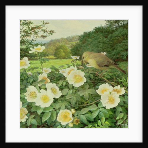 Field Rose and Willow Warbler, 1996 by Raymond Booth