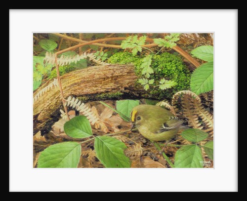 Gold Crest, 2000 by Raymond Booth
